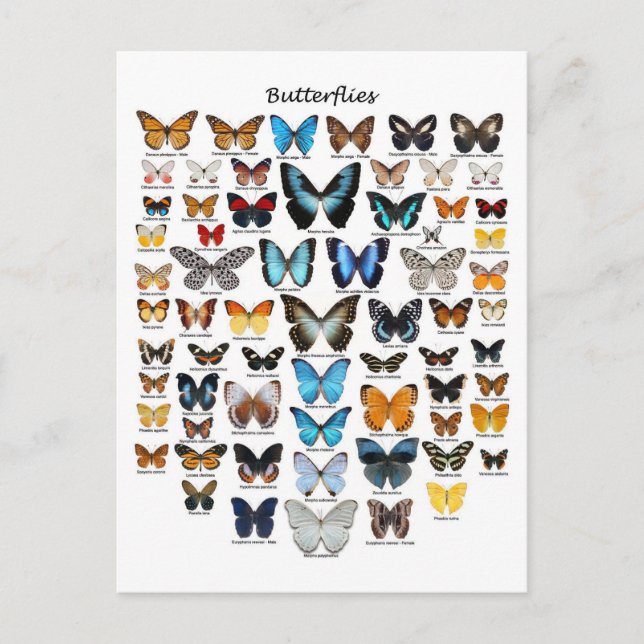 Carte Postale Graphique des papillons (Devant)