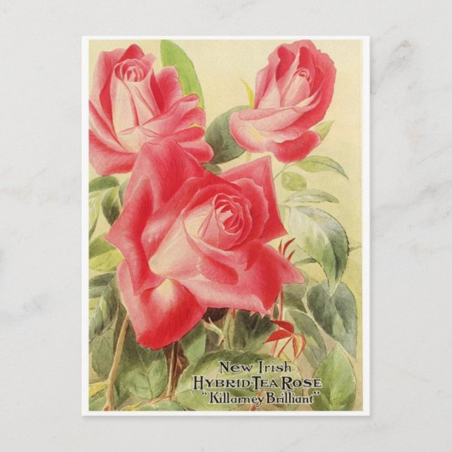 Carte postale graphique vintage (Devant)