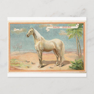 Carte Postale Graphique vintage de cheval blanc