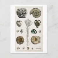 CARTE POSTALE GRAPHIQUE vintage FOSSILS