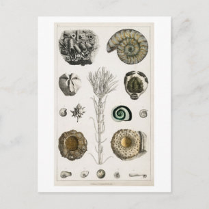 CARTE POSTALE GRAPHIQUE vintage FOSSILS