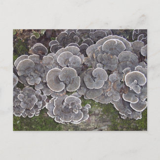 Carte postale "Grappe de champignons"