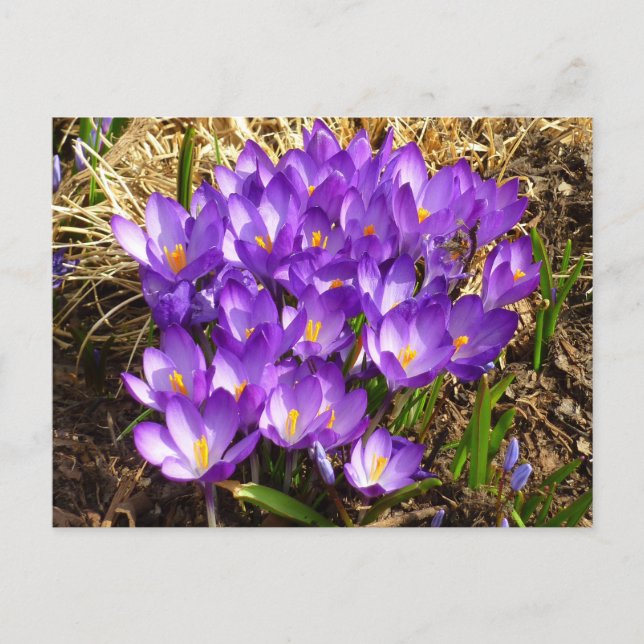Carte Postale Grappe de Crocus pourpres Floral de printemps (Devant)