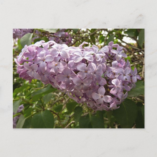 Carte Postale Grappe de fleurs de Lilac Printemps Floral (Devant)