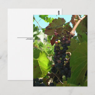 Carte postale - Grappe de raisin sur la vigne