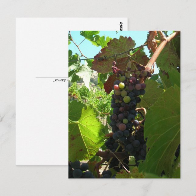 Carte postale - Grappe de raisin sur la vigne (Devant / Derrière)