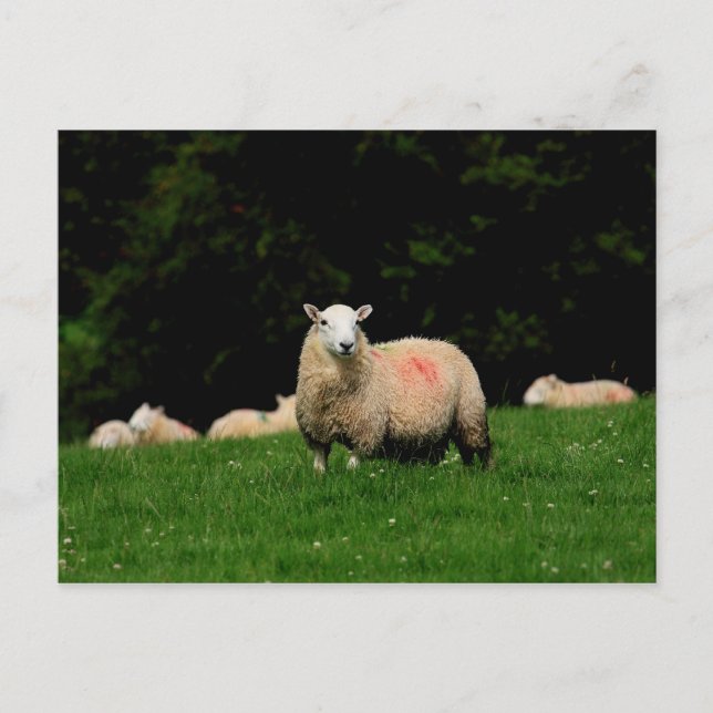 Carte postale Gras (Devant)
