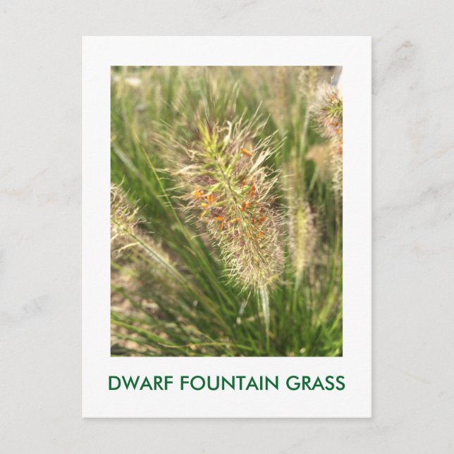 CARTE POSTALE GRAS DE LA FONTAINE DWARF (Devant)