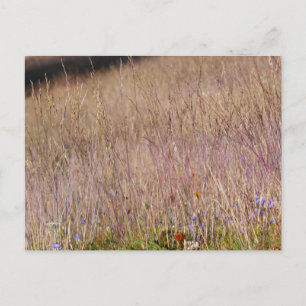 Carte Postale Grass et Fleurs sauvages violets