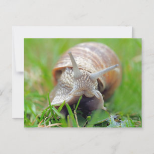 Carte Postale Grass mangeur d'escargot