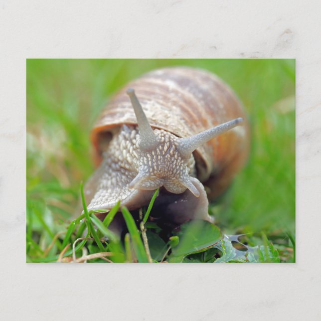 Carte Postale Grass mangeur d'escargot (Devant)