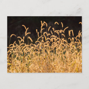 Carte Postale Grasses d'automne