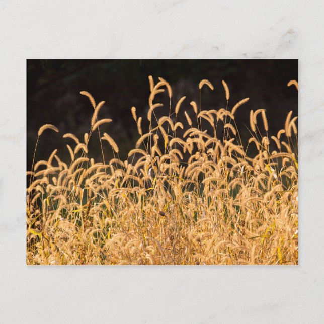 Carte Postale Grasses d'automne (Devant)