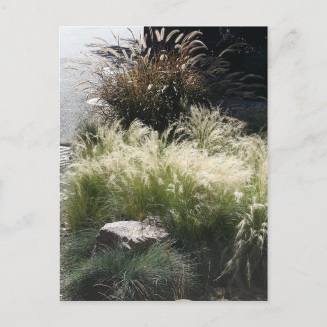 Carte Postale Grasses ornementales (Devant)