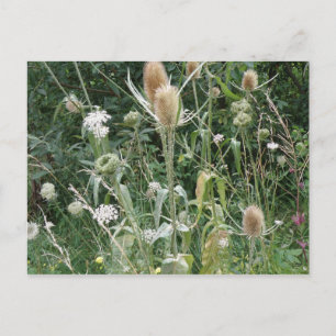 Carte postale Grasses sauvages