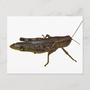 Carte Postale Grasshopper