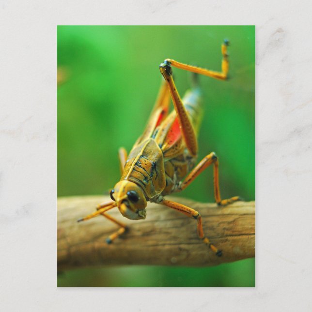 Carte postale Grasshopper (Devant)