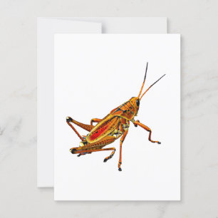 Carte Postale Grasshopper
