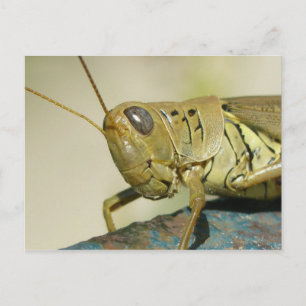 Carte postale Grasshopper.