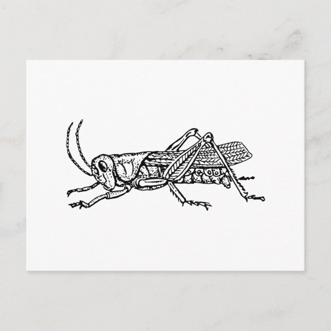 Carte Postale Grasshopper (Devant)