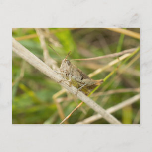 Carte Postale Grasshopper