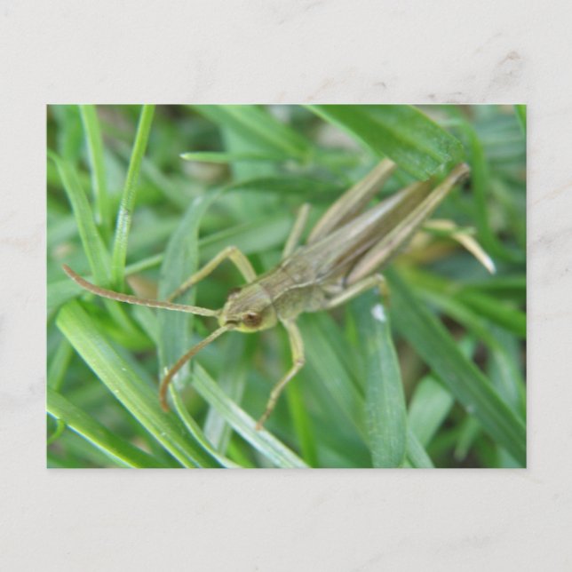 Carte postale Grasshopper (Devant)