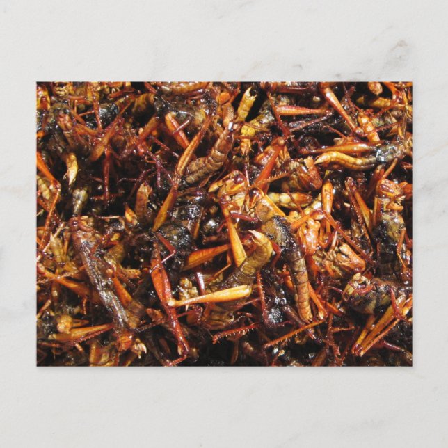 Carte Postale Grasshopper frit (Takkataen Thot) Alimentation asi (Devant)