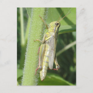 Carte Postale Grasshopper gros