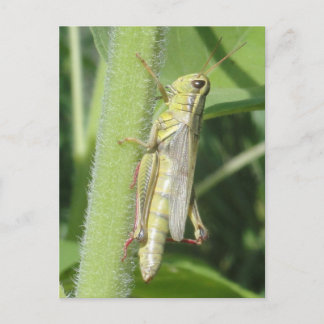 Carte Postale Grasshopper gros