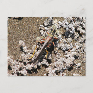 Carte Postale Grasshopper, Isla Bartolome, Galapagos