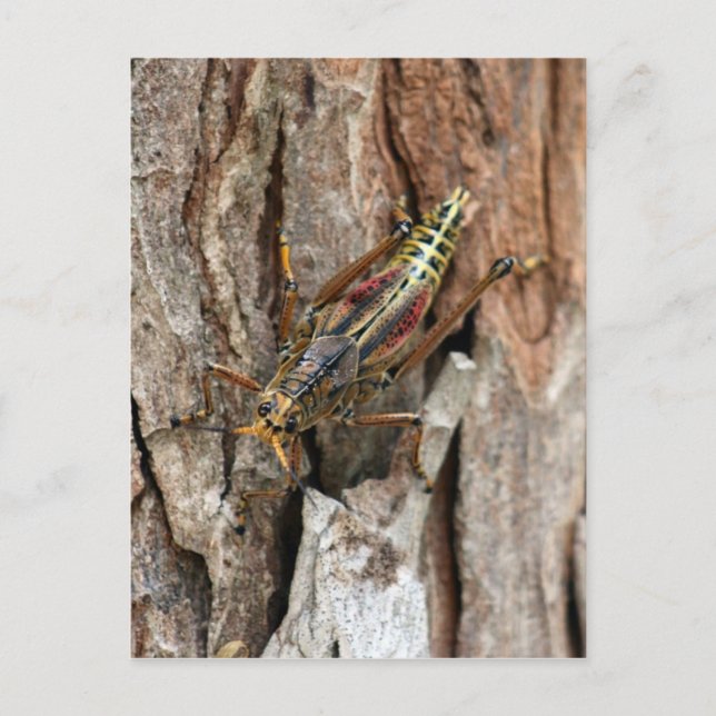 Carte postale Grasshopper Lubber (Devant)