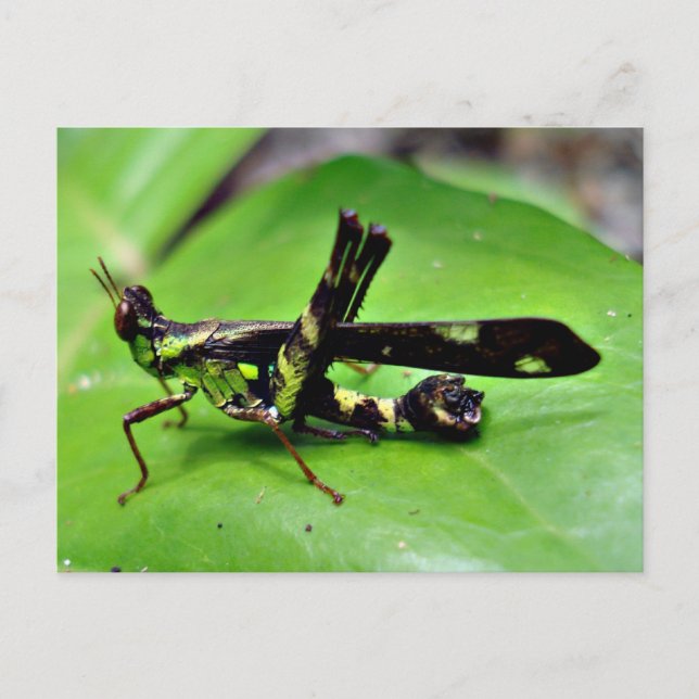 Carte Postale Grasshopper métallique (Devant)
