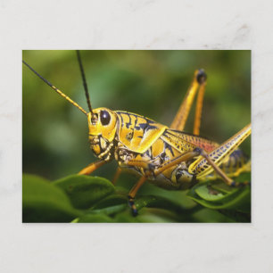 Carte Postale Grasshopper, Parc national des Everglades, Floride