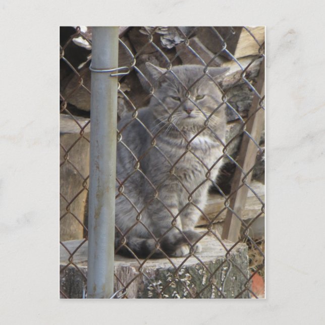 Carte Postale Grat Gris Chat 1 (Devant)