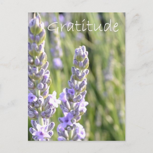 Carte Postale Gratitude (Devant)