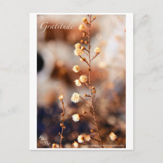 CARTE POSTALE GRATITUDE