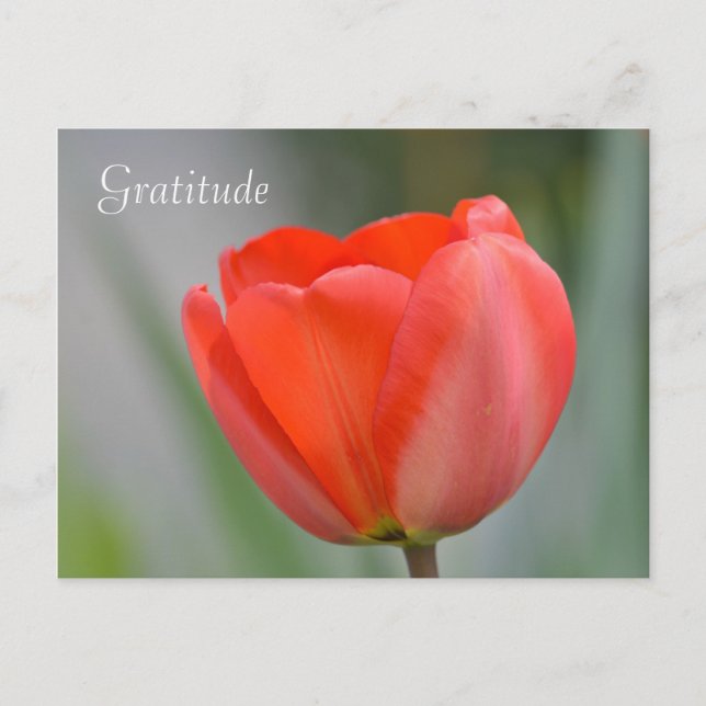 Carte Postale Gratitude florale de la Tulipe rouge (Devant)