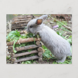 Carte Postale graues Häschen das frisst