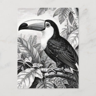 Carte Postale Gravure de Toucan dans le Feuillage de la Jungle
