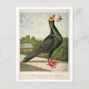 Carte Postale Gravure litho pigeon antique The Carrier