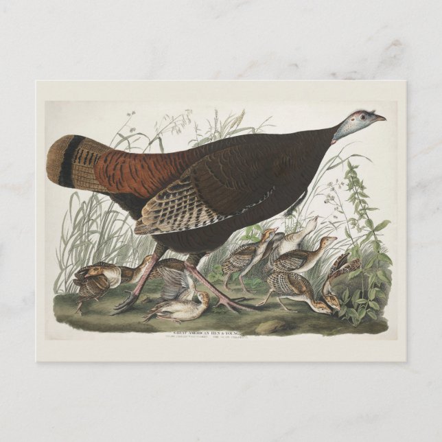 Carte Postale Gravure vintage d'Audubon représentant une femelle (Devant)