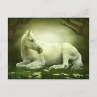 Gray Arabian Horse