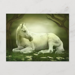 Carte Postale Gray Arabian Horse