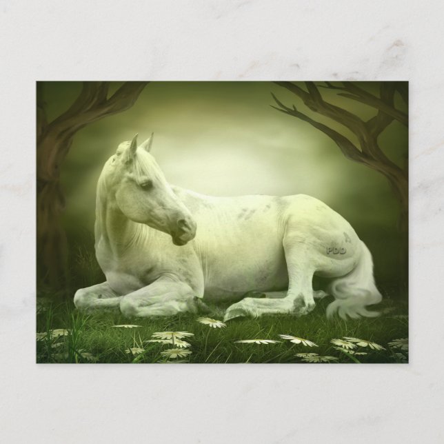 Carte Postale Gray Arabian Horse (Devant)