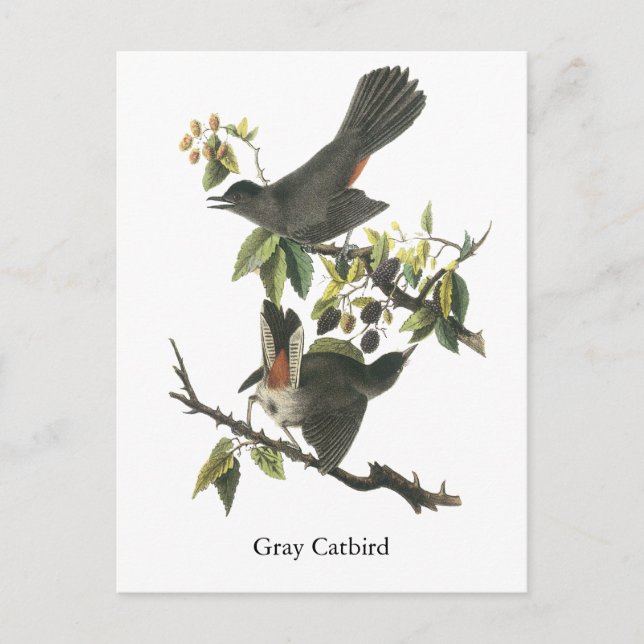 Carte Postale Gray Catbird, John Audubon (Devant)