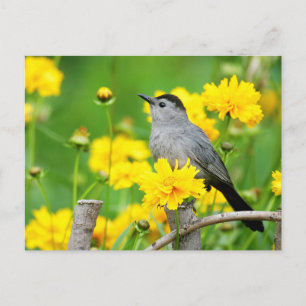 Carte Postale Gray Catbird on wooden fence