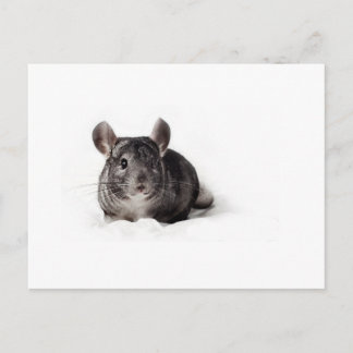 Carte Postale Gray Chinchilla mignonne à Blanket