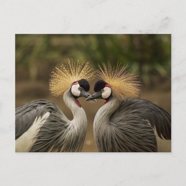 Carte Postale Gray Crowne Crane couple d'oiseaux (Devant)