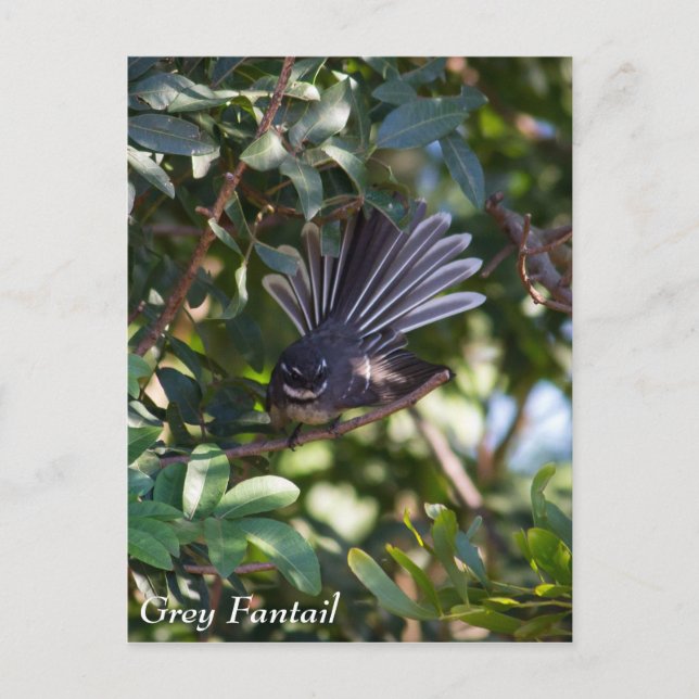 Carte Postale Gray Fantail (Devant)