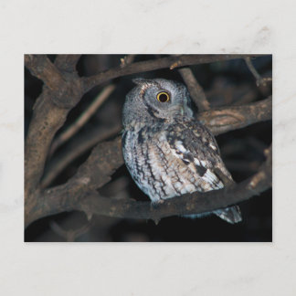 Carte Postale Gray Morph Ecran de l'EstChouette à la nuit
